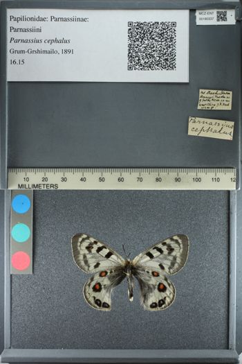 Media type: image;   Entomology 180337
